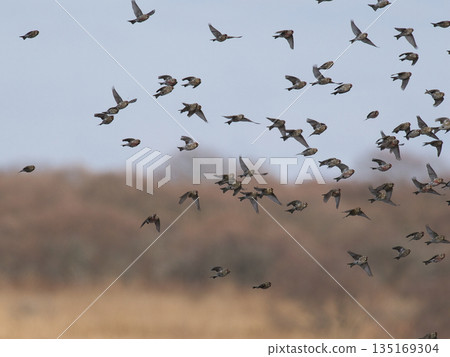 一群紅腹灰雀在仲冬時節飛越沼澤地 135169304
