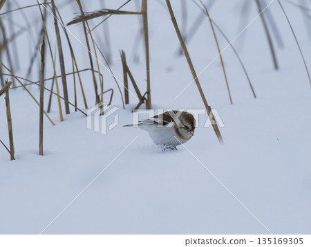 雪鹀降落在雪地上 135169305
