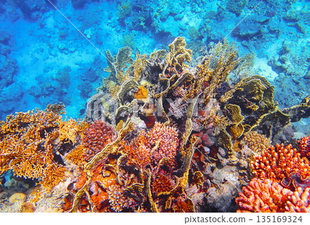 Bright tropical coral reef with a vibrant mix of soft and hard corals, including Gorgonian sea fans, Bright tropical coral reef with a vibrant mix of soft and hard corals, including Gorgonian sea fans, 135169324