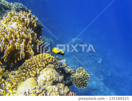 Bright yellow butterflyfish Chaetodon semilarvatus swims near a coral reef. The reef is covered with Bright yellow butterflyfish Chaetodon semilarvatus swims near a coral reef. The reef is covered with 135169325