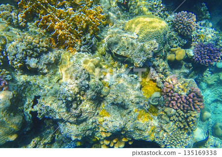 Colorful coral reef ecosystem with various corals including brain coral Diploria labyrinthiformis 135169338