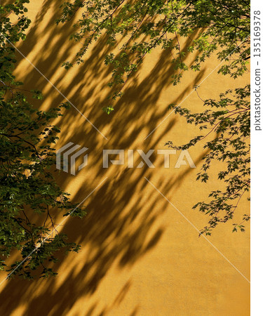 Leaf shadow on wall surface. Natural plant foliage pattern with sunlight creating dappled silhouette Leaf shadow on wall surface. Natural plant foliage pattern with sunlight creating dappled silhouette 135169378