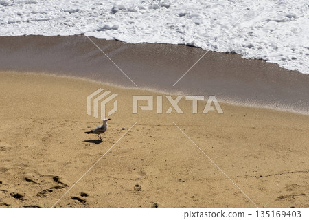 Seagull on beach coast. Bird with white and grey feather wings by sea shore, ocean wave foam and 135169403