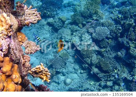 Colorful reef scene in the Red Sea with bright corals, a yellow angelfish, and a striped sergeant Colorful reef scene in the Red Sea with bright corals, a yellow angelfish, and a striped sergeant 135169504