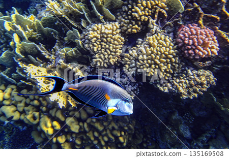 Colorful Sohal surgeonfish, Acanthurus sohal, swimming above coral reef in the Red Sea, showing its Colorful Sohal surgeonfish, Acanthurus sohal, swimming above coral reef in the Red Sea, showing its 135169508