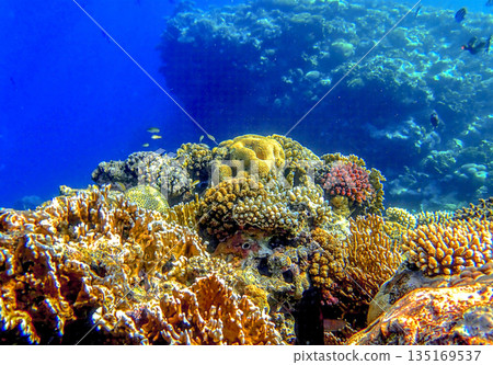 Colorful coral reef underwater with vibrant colonies of brain coral and stony corals in clear blue Colorful coral reef underwater with vibrant colonies of brain coral and stony corals in clear blue 135169537