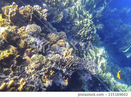Staghorn coral Acropora, lobed coral Porites, brain coral Diploria, leaf coral Pavona and finger Staghorn coral Acropora, lobed coral Porites, brain coral Diploria, leaf coral Pavona and finger 135169602
