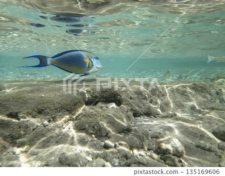 Tropical surgeonfish swimming underwater in clear turquoise sea with sun reflections on rocky seabed Tropical surgeonfish swimming underwater in clear turquoise sea with sun reflections on rocky seabed 135169606