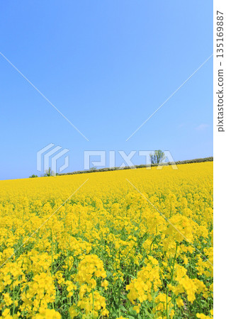 Nanohana fields in Yokohama Nanohana fields in Yokohama 135169887