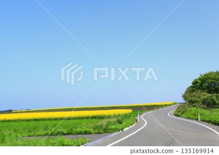 Nanohana field and road under blue sky 135169914