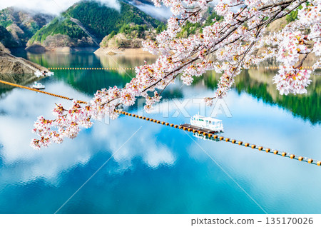 Tokyo's Lake Okutama and cherry blossoms along the lakeside 135170026