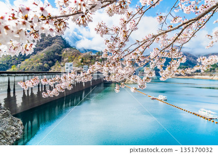 東京奧多摩湖和湖畔的櫻花 135170032
