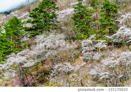 東京奧多摩湖和湖畔的櫻花 東京奧多摩湖和湖畔的櫻花 135170035