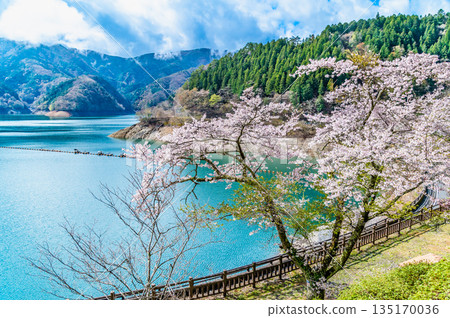 東京奧多摩湖和湖畔的櫻花 135170036