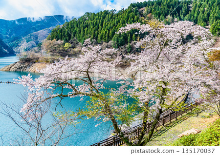 東京奧多摩湖和湖畔的櫻花 東京奧多摩湖和湖畔的櫻花 135170037
