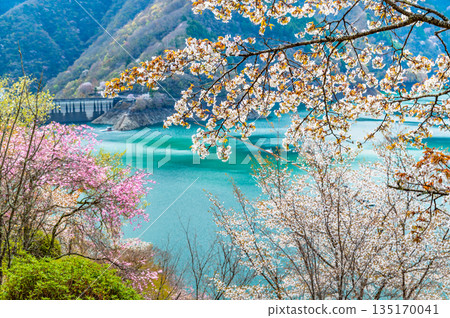 東京奧多摩湖和湖畔的櫻花 135170041