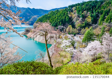 Tokyo's Lake Okutama and cherry blossoms along the lakeside Tokyo's Lake Okutama and cherry blossoms along the lakeside 135170044
