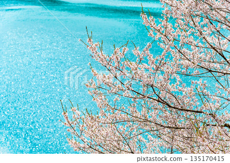 東京奧多摩湖和湖畔的櫻花 東京奧多摩湖和湖畔的櫻花 135170415