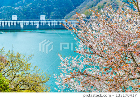 東京奧多摩湖和湖畔的櫻花 東京奧多摩湖和湖畔的櫻花 135170417