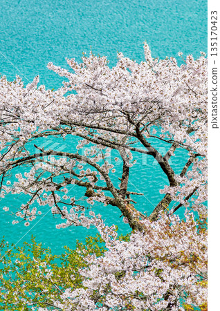 東京奧多摩湖和湖畔的櫻花 東京奧多摩湖和湖畔的櫻花 135170423