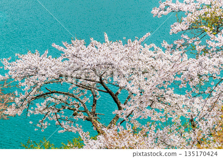 Tokyo's Lake Okutama and cherry blossoms along the lakeside Tokyo's Lake Okutama and cherry blossoms along the lakeside 135170424