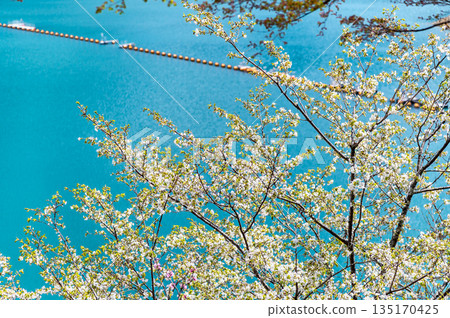東京奧多摩湖和湖畔的櫻花 東京奧多摩湖和湖畔的櫻花 135170425