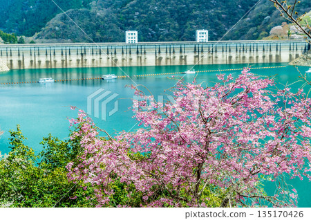 東京奧多摩湖和湖畔的櫻花 東京奧多摩湖和湖畔的櫻花 135170426