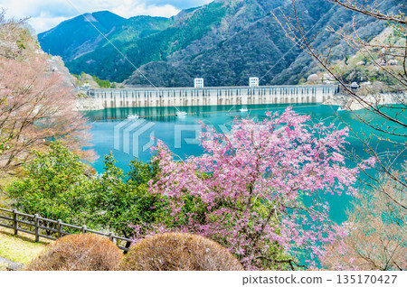 東京奧多摩湖和湖畔的櫻花 東京奧多摩湖和湖畔的櫻花 135170427