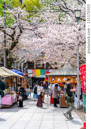 【埼玉縣】川越市蓮慶寺櫻花盛開,美不勝收 【埼玉縣】川越市蓮慶寺櫻花盛開,美不勝收 135170503