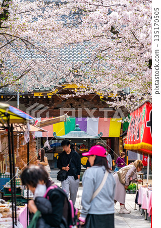 [Saitama Prefecture] Beautiful cherry blossoms in full bloom at Renkeiji Temple in Kawagoe 135170505