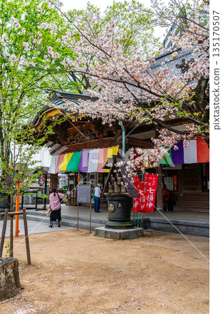 [Saitama Prefecture] Beautiful cherry blossoms in full bloom at Renkeiji Temple in Kawagoe 135170507