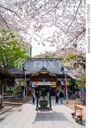 【埼玉縣】川越市蓮慶寺櫻花盛開，美不勝收 135170509