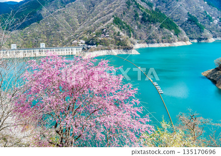 Tokyo's Lake Okutama and cherry blossoms along the lakeside Tokyo's Lake Okutama and cherry blossoms along the lakeside 135170696