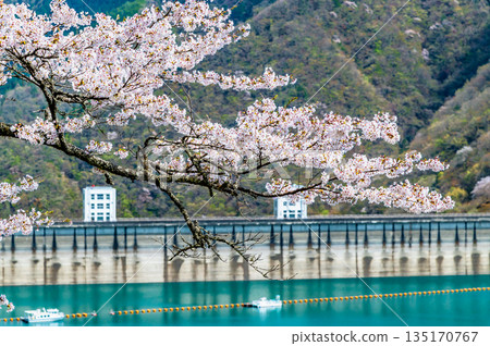 東京奧多摩湖和湖畔的櫻花 135170767