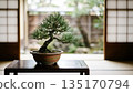 Japanese Bonsai tree in pot with traditional shoji door background. 135170794