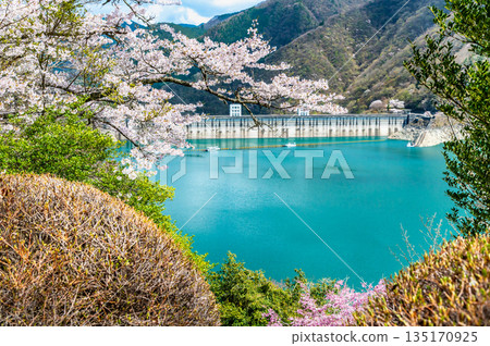 東京奧多摩湖和湖畔的櫻花 135170925