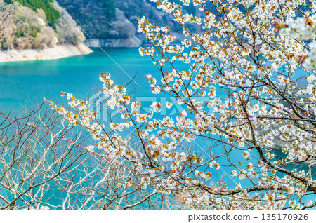 Tokyo's Lake Okutama and cherry blossoms along the lakeside 135170926