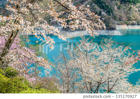 Tokyo's Lake Okutama and cherry blossoms along the lakeside 135170927