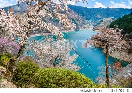 Tokyo's Lake Okutama and cherry blossoms along the lakeside Tokyo's Lake Okutama and cherry blossoms along the lakeside 135170928