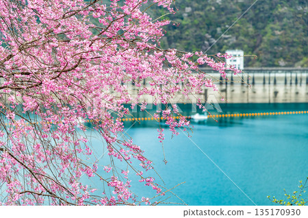 Tokyo's Lake Okutama and cherry blossoms along the lakeside 135170930