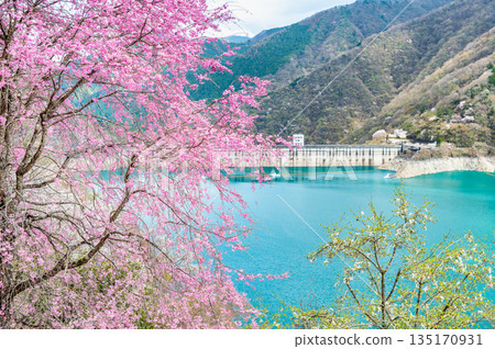 東京奧多摩湖和湖畔的櫻花 135170931