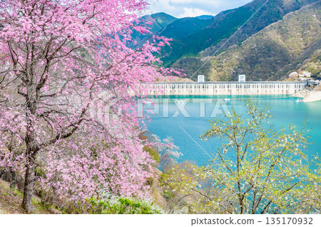東京奧多摩湖和湖畔的櫻花 135170932