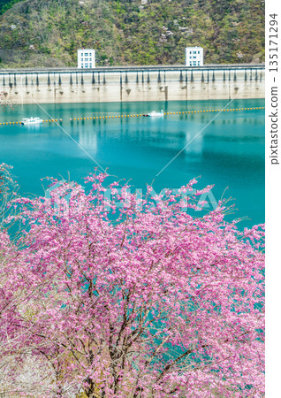 東京奧多摩湖和湖畔的櫻花 135171294