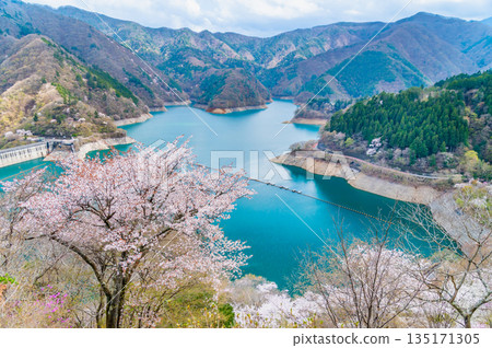 東京奧多摩湖和湖畔的櫻花 135171305