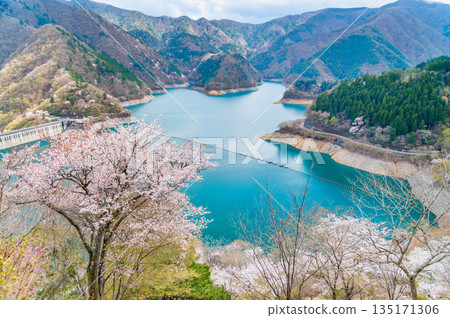 東京奧多摩湖和湖畔的櫻花 135171306