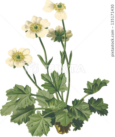 植物藝術 高山植物 毛茛（Ranunculus alpestris） 135171430