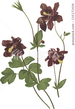 Botanical Art: Alpine Plant Aquilegia atrata 135171434