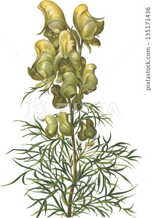 植物學藝術：高山植物烏頭（Aconitum anthracite） 135171436