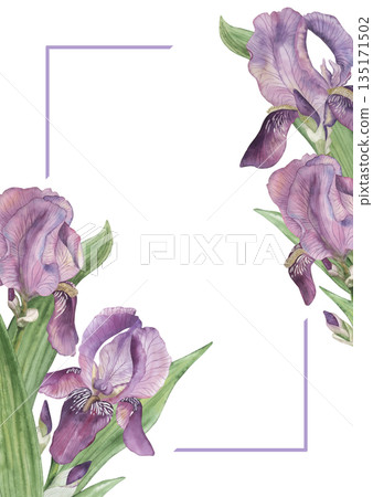 Elegant watercolor iris flowers forming a delicate floral frame with soft purple, green tones. Hand drawn botanical illustration with lavender corner lines on white background, for wedding, invitation Elegant watercolor iris flowers forming a delicate floral frame with soft purple, green tones. Hand drawn botanical illustration with lavender corner lines on white background, for wedding, invitation 135171502
