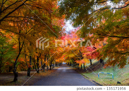 長野縣上名郡箕輪町東之輪-紅葉湖(箕輪水壩)兩岸綠樹成蔭的山坡,是著名的賞楓勝地,被稱為「楓樹隧道」。 長野縣上名郡箕輪町東之輪-紅葉湖(箕輪水壩)兩岸綠樹成蔭的山坡,是著名的賞楓勝地,被稱為「楓樹隧道」。 135171956